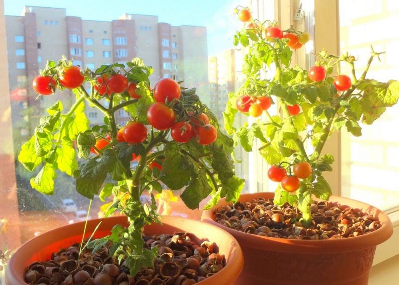 Ранние сорта томатов для балкона, открытого грунта и теплиц
