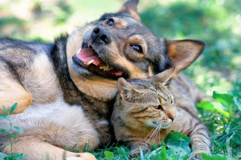 Дружба собаки и кошки - вопросы и ответы