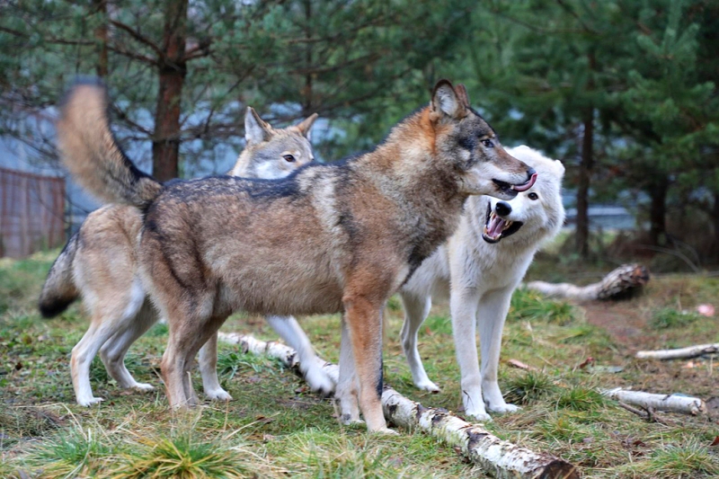 Чертог Волка - единственный в России волчий приют