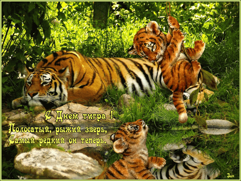 29 июля Международный День Тигра