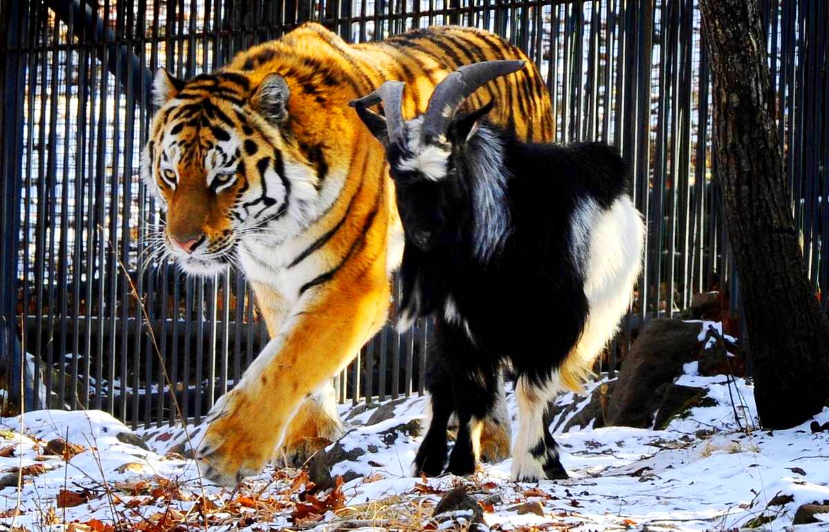 Необыкновенная дружба тигра Амура и козла Тимура