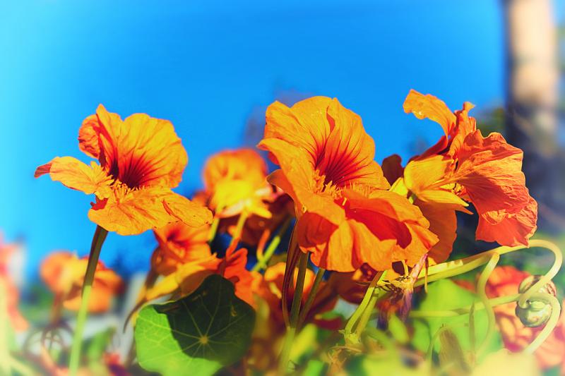 Настурция — это не только цветок, но и полезное растение для сада