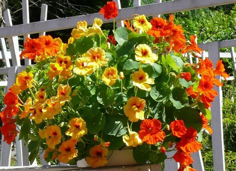 Настурция — это не только цветок, но и полезное растение для сада