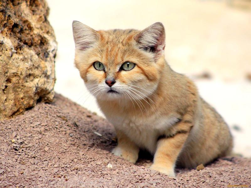 Песчаные или барханные кошки - самые мелкие среди диких кошек