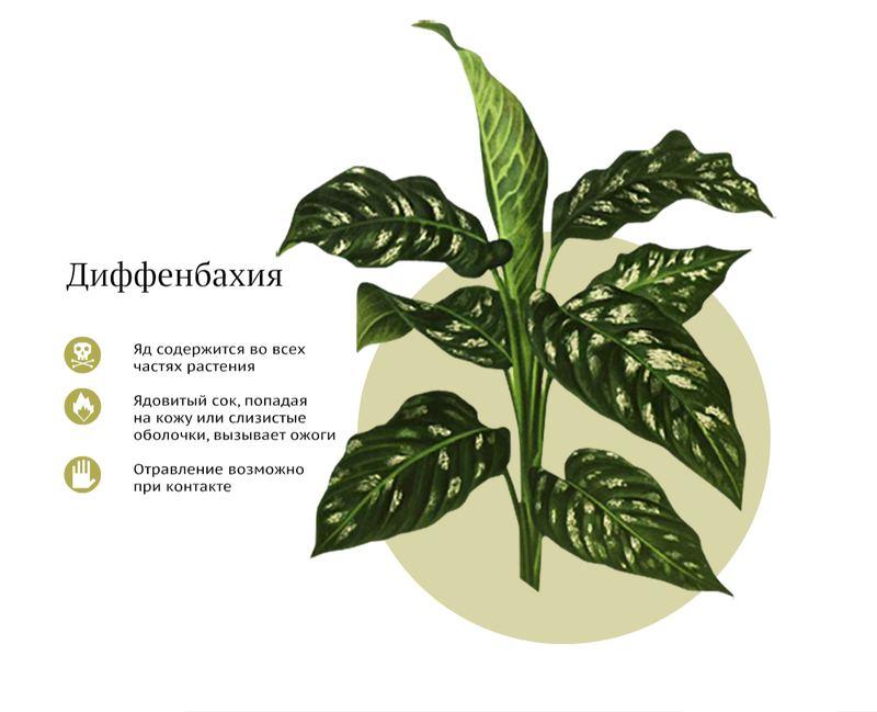 Комнатные растения, которые опасны для здоровья