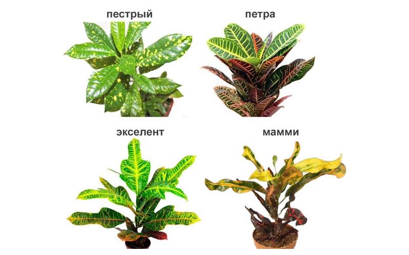 Комнатные растения, которые опасны для здоровья