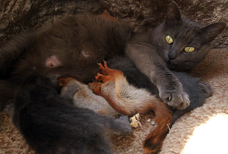 Кошка Мурка - от бездомной и никому ненужной, до всенародной любимицы