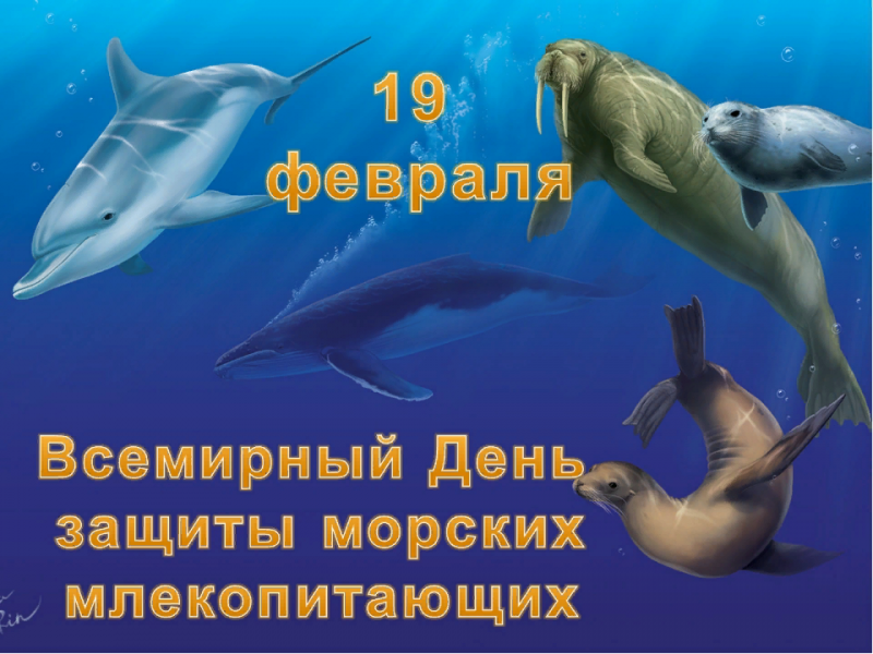 19 февраля Всемирный день защиты морских млекопитающих (День кита)
