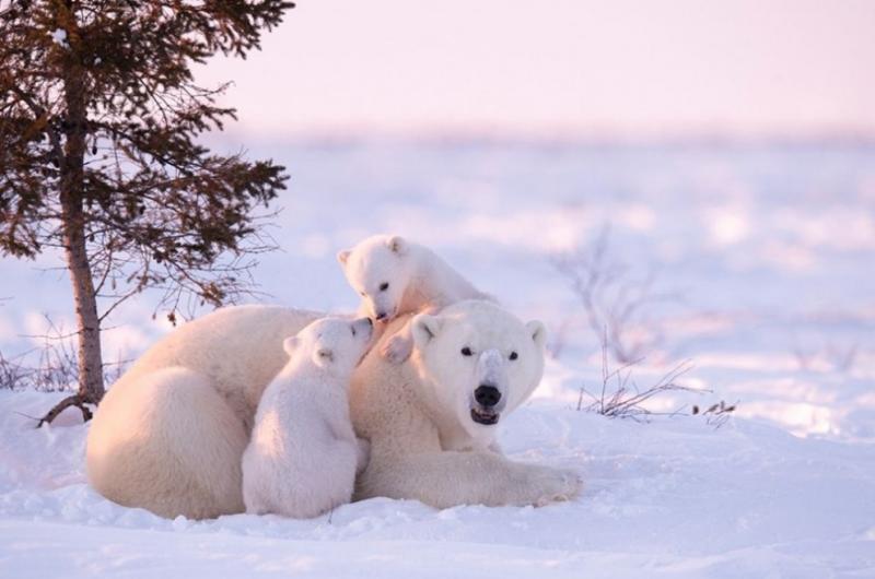 Белые медведи в фотографиях Дейзи Джилардини