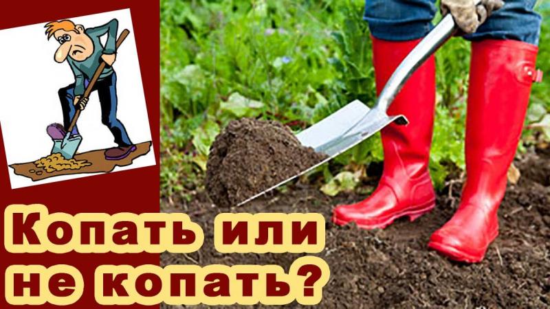 Копать или не копать землю на даче - из опыта огородника