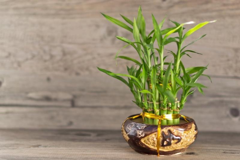 Комнатный бамбук — растение удачи
