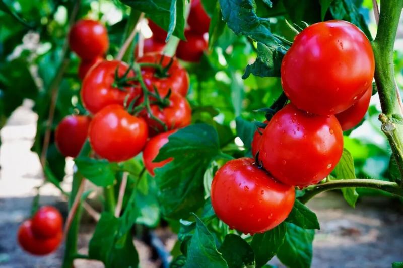 Как понять, чего не хватает помидорам