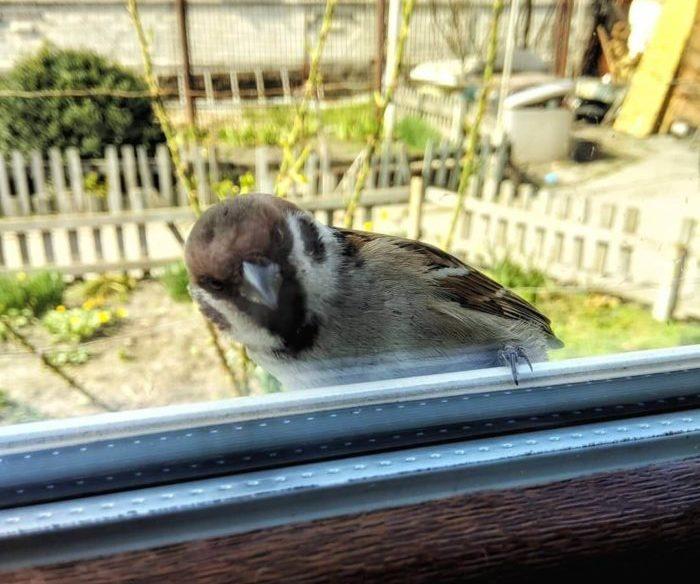 Почему птица бьется. Воробьи у окна. Воробей на подоконнике. Воробей стучится в окно. Птица стучится в окно.