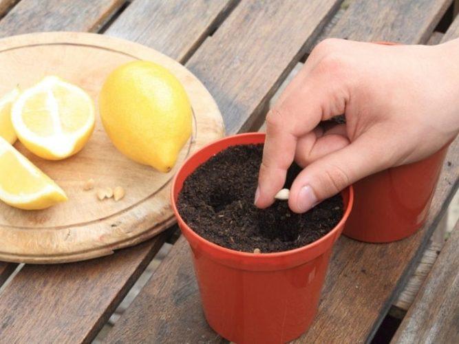 Как вырастить лимонное дерево из косточки дома