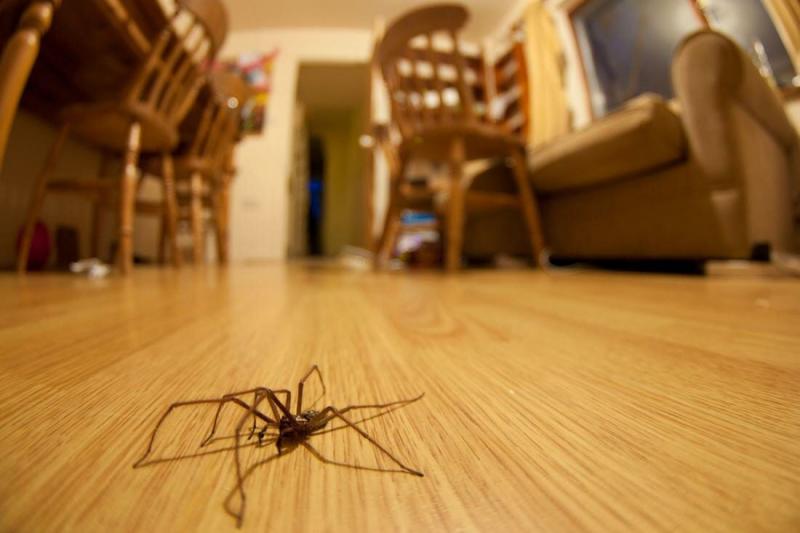 Как избавиться от пауков в доме (безопасные методы)