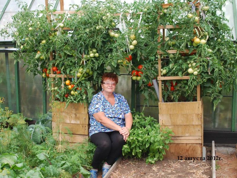 Как вырастить помидоры в бочке