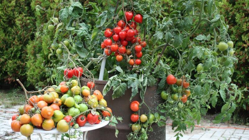 Как вырастить помидоры в бочке