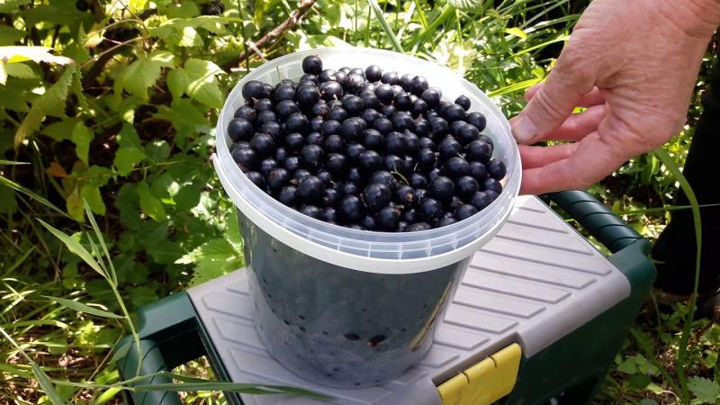 Как получить суперурожай малины и смородины