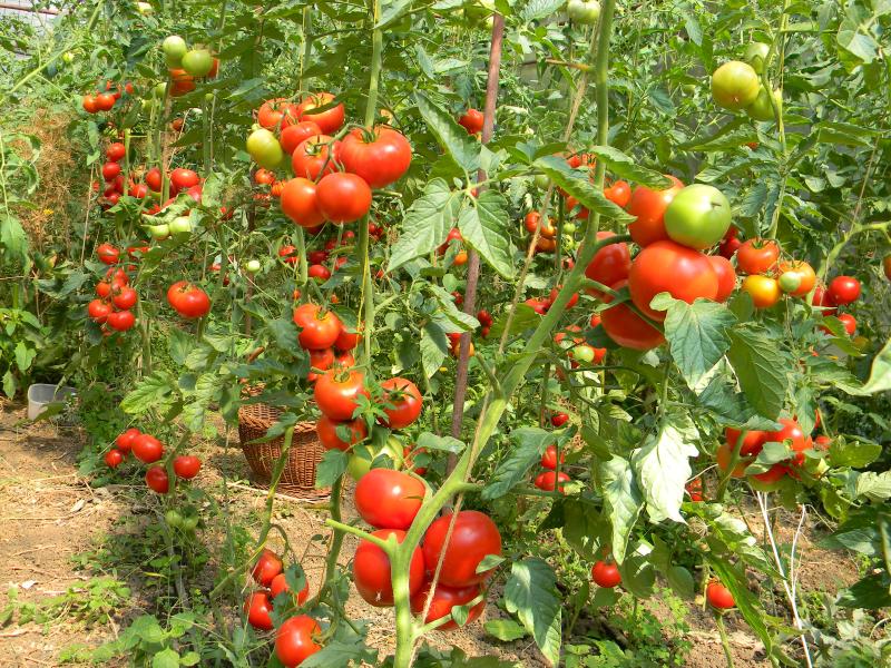 Листва у томатов - удалять или нет? Все о пасынковании овощей