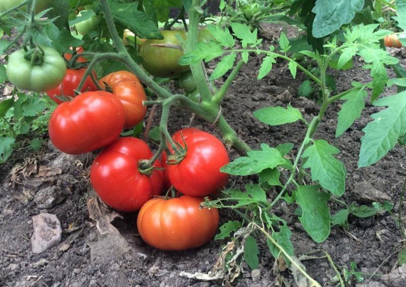 Листва у томатов - удалять или нет? Все о пасынковании овощей