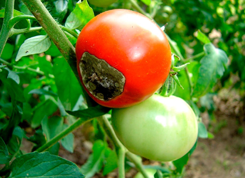Как бороться с фитофторой на помидорах - 14 народных советов