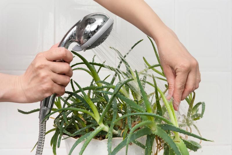 Как правильно мыть комнатные растения