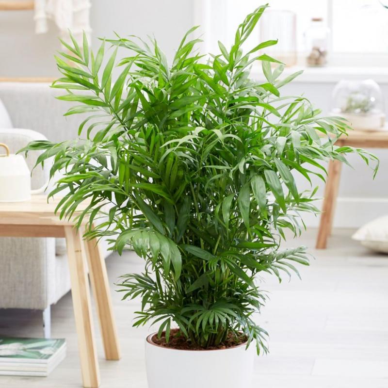 Какие комнатные растения нужны в доме, где курят