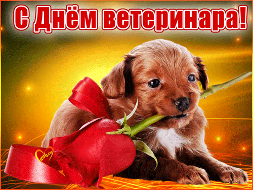 31 августа День ветеринара - история праздника, стихи и открытки