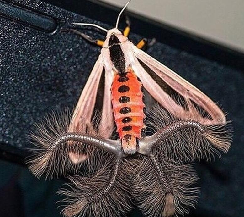 Самая страшная бабочка в мире - арктиновая моль