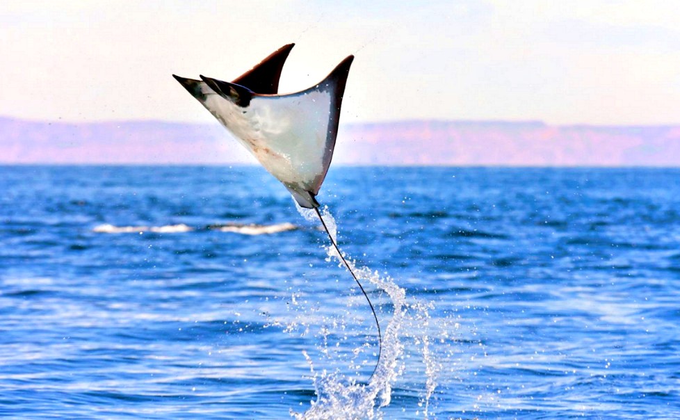 Скат Мобула - летающее морское чудо
