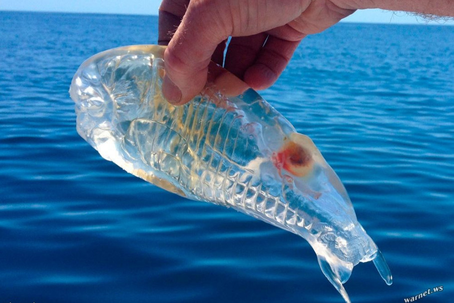 Удивительная прозрачная рыба Сальпа Маджоре