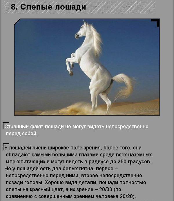 Удивительные факты о необычных созданиях природы