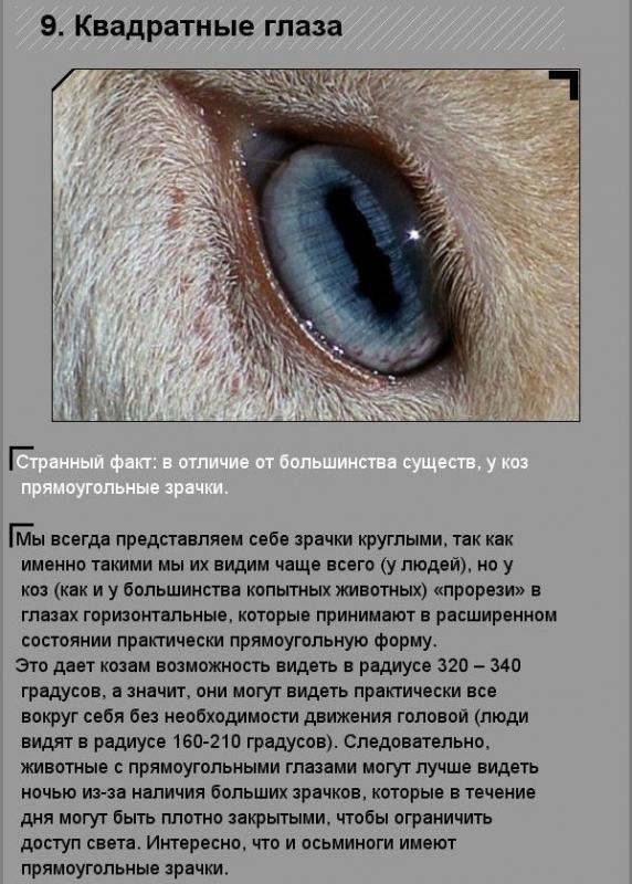 Удивительные факты о необычных созданиях природы