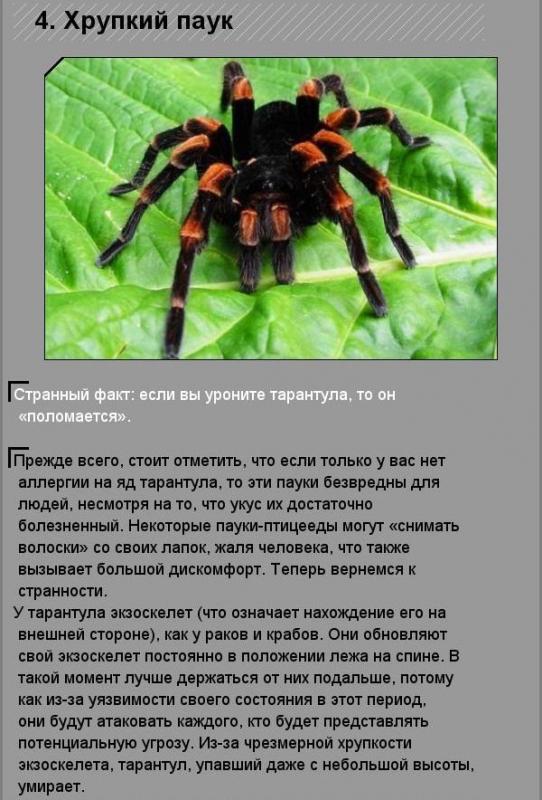 Удивительные факты о необычных созданиях природы