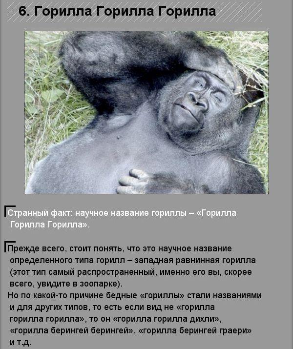 Удивительные факты о необычных созданиях природы