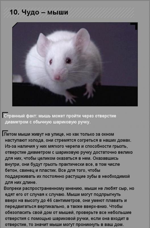 Удивительные факты о необычных созданиях природы