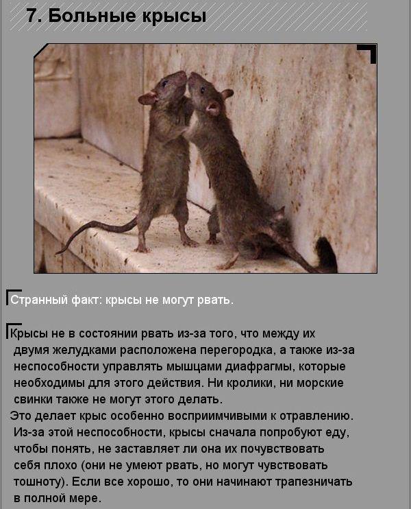 Удивительные факты о необычных созданиях природы