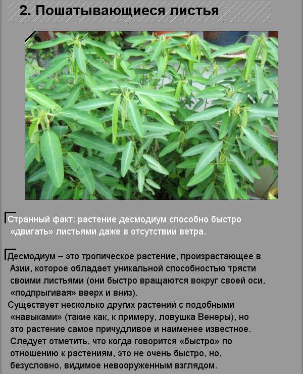 Удивительные факты о необычных созданиях природы