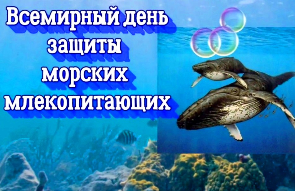 19 февраля День кита или Всемирный День защиты морских млекопитающих
