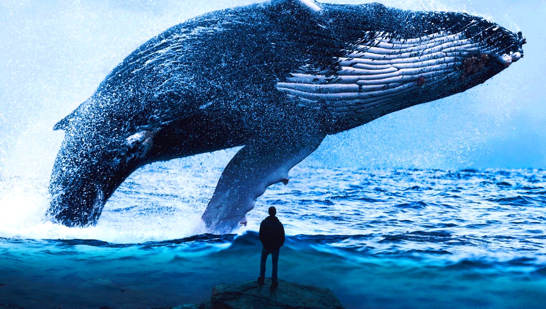 Интересные и малоизвестные факты о китах