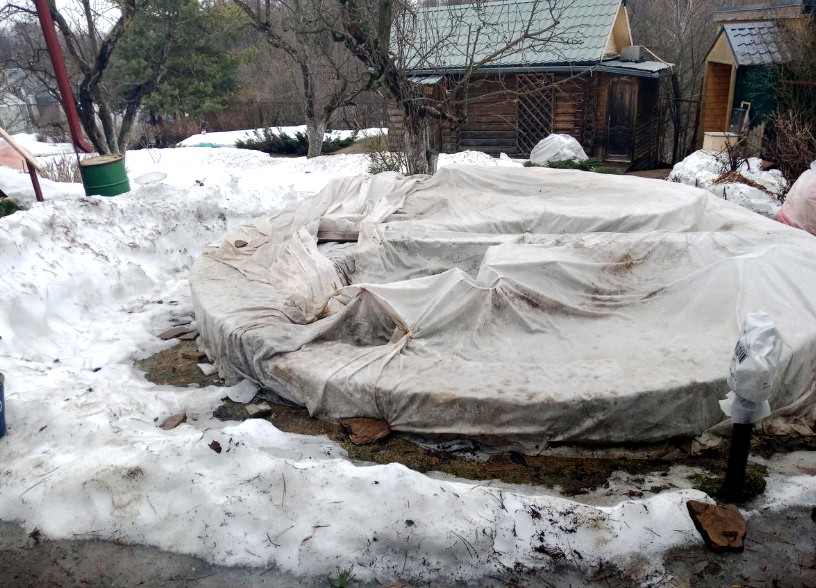 Когда снимать укрытия с деревьев весной