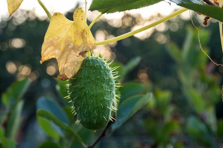 Интересные и удивительные факты о растениях