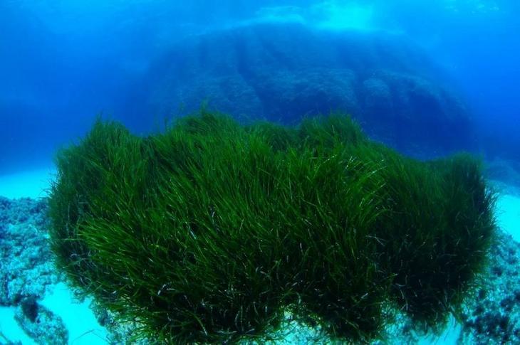 Интересные и удивительные факты о растениях