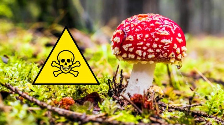 Тихие убийцы - 5 самых ядовитых грибов в мире