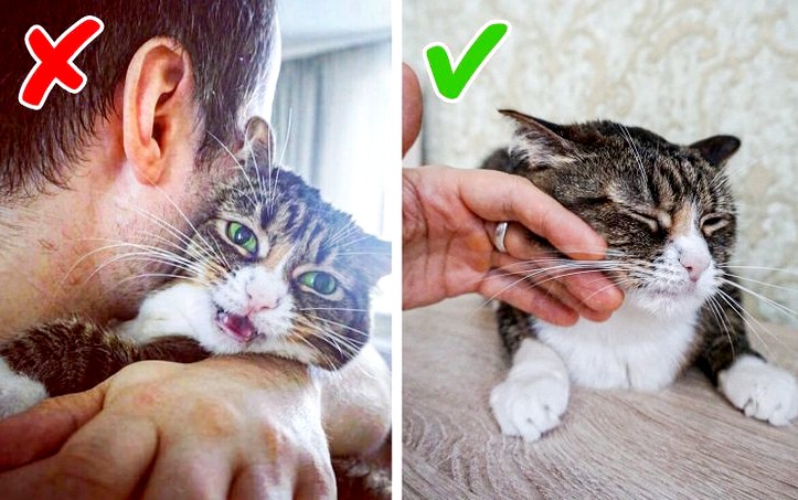 Как воспитывать кошку - популярные и правильные советы