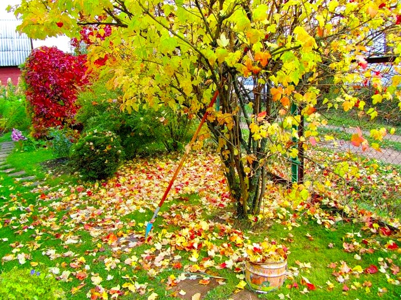 Октябрь на даче - что надо сделать в саду и на огороде