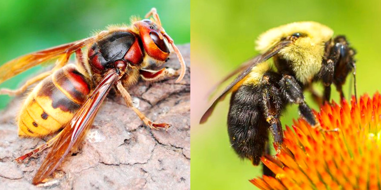 Кто появился раньше - пчёлы или осы, и почему пчела погибает после атаки?
