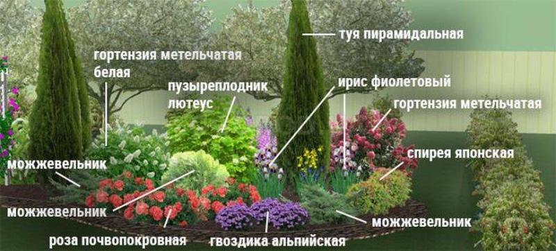 Как сделать клумбу непрерывного цветения - схемы с описанием цветов