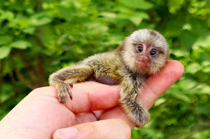 Самые маленькие животные в мире - размером с ноготь, палец и ладонь