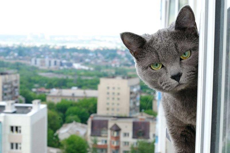 Чужой кот. Олег Бондаренко